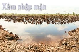 Thủ tướng Chính phủ ra công điện yêu cầu chủ động ứng phó đợt xâm nhập mặn